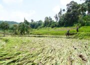 3.144 Hektar Lahan Pertanian Masyarakat Rusak Akibat Banjir Lahar Dingin Marapi Sumbar