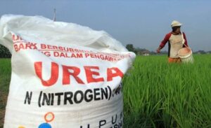 Kota Padang dapat Tambahan Jatah Pupuk Bersubsidi dari Kementan RI