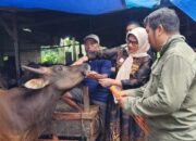 Dari 2.000 Ekor yang Dicek, 450 Hewan Kurban di Padang Gagal Tes Kesehatan
