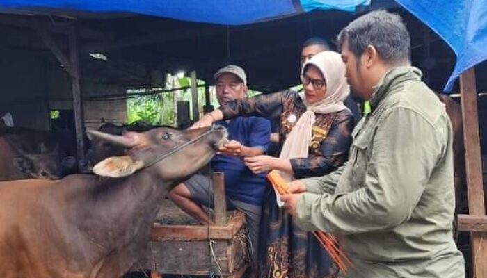 Dari 2.000 Ekor yang Dicek, 450 Hewan Kurban di Padang Gagal Tes Kesehatan