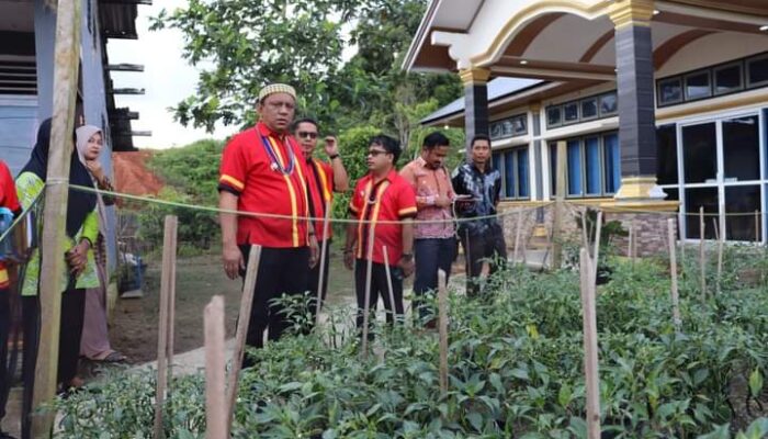 Gerakan Tanam Cabai di Kantor Mulai Panen, Pj Bupati Mentawai Kembangkan di Seluruh OPD