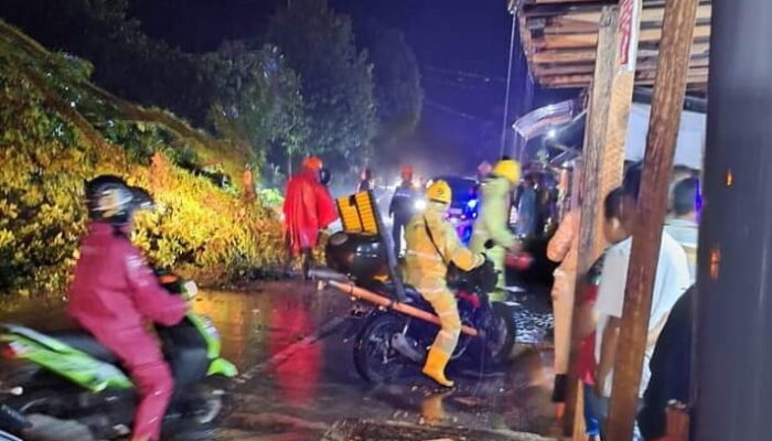 Pohon Pelindung Bertumbangan Dihantam Hujan Badai di Kota Pariaman