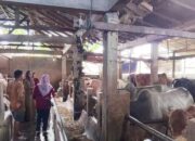 Lolos Tes Kesehatan, 800 Sapi Jantan di Kota Pariaman Layak Kurban