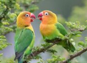 Polres Padang Panjang Gelar Jambore Kicau Mania Season 2024