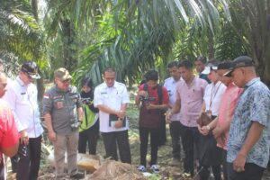 BRIN Janji Bantu Pengembangan Usaha Tani Gula Merah dari Batang Sawit di Pasaman Barat
