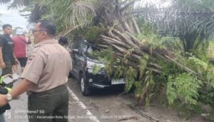 Diguyur Hujan Lebat Disertai Petir, Sejumlah Pohon Bertumbangan di Jalan Utama Kota Padang