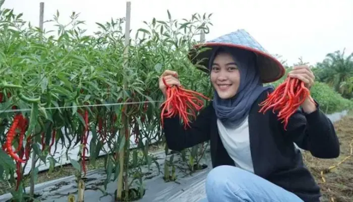 Ibu-ibu Tersenyum, Petani Termenung! Harga Cabai Merah Turun Drastis