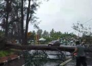 Hujan Badai Intesitas Tinggi Juga Menghantam Kota Pariaman, Pohon Besar Tumbang