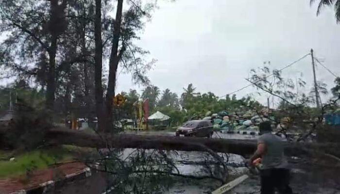 Hujan Badai Intesitas Tinggi Juga Menghantam Kota Pariaman, Pohon Besar Tumbang