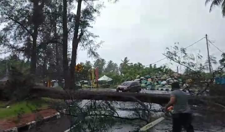 Hujan Badai Intesitas Tinggi Juga Menghantam Kota Pariaman, Pohon Besar Tumbang