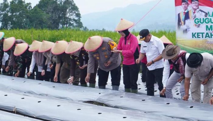 Dukung Ketahanan Pangan Nasional, Polisi di Padang Panjang Turun ke Sawah