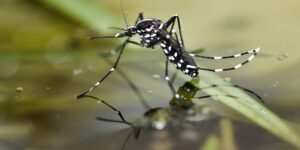 Waspada! Ribuan Telur Nyamuk Menetas saat Musim Hujan Tiba, Dinkes Ingatkan Ancaman Demam Berdarah