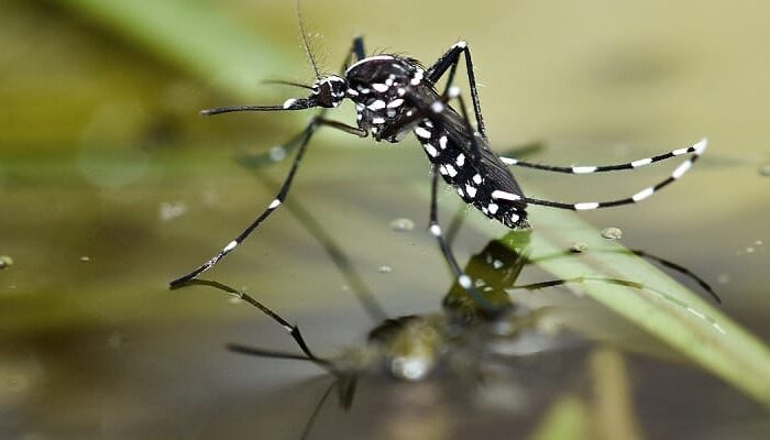 Waspada! Ribuan Telur Nyamuk Menetas saat Musim Hujan Tiba, Dinkes Ingatkan Ancaman Demam Berdarah