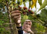 Selama 2024, Pertamina Wujudkan Program Perhutanan Sosial di 891 Hektar Lahan  se-Indonesia