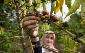 Selama 2024, Pertamina Wujudkan Program Perhutanan Sosial di 891 Hektar Lahan se-Indonesia