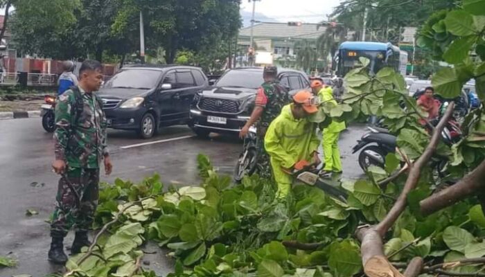 Sejumlah Pohon Pelindung di Kota Padang Tumbang Dihantam Hujan Badai