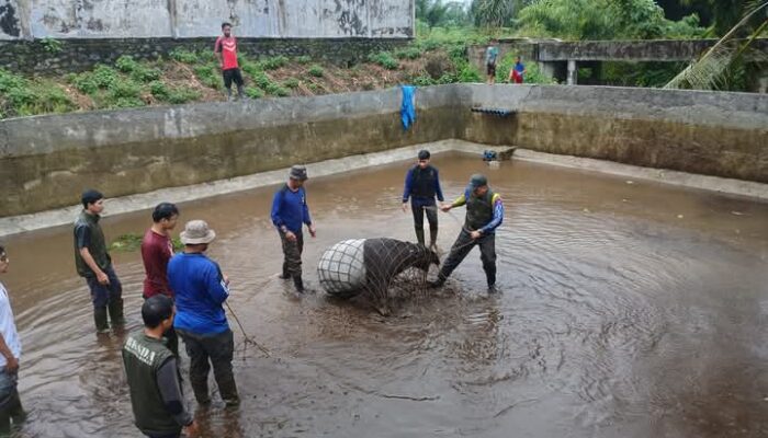 Seekor Tapir Langka Terjebak dalam Kolam BBI Sukomananti di Pasaman Barat