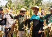 Panen Raya Bersama Bupati, Ladang Jagung Petani Milenial Nagari Padang Magek Sukses
