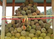 Ada Makan Durian Gratis! Festival Durian Solok Selatan 2025 Kembali Digelar, Ini Jadwalnya