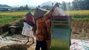 Pemkab Tanah Datar Optimis Produksi Padi Meningkat Tahun 2025