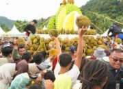 Warga Solok Selatan “Balanjuang” Ribuan Durian Bersama Bupati dan Gubernur Sumbar
