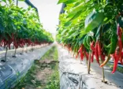 TIPS: Cara Sederhana Bertani Cabe, Anti Gagal!