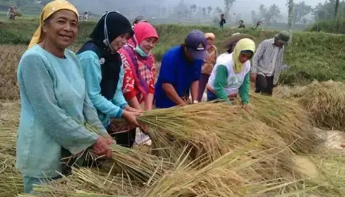 Atasi Kemiskinan Ekstrim, Bupati Limapuluh Kota Minta Program Nagari Sukseskan Ketahanan Pangan