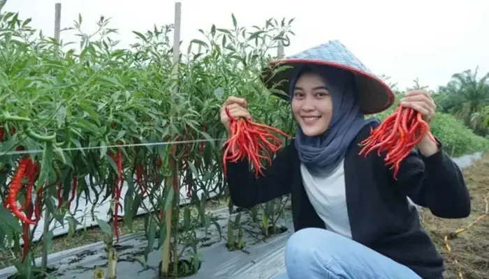 Kisah Inspirasi Ujang, Petani Muda Raih Omzet Ratusan Juta dari Budidaya Cabai