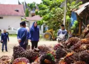 Permainkan Timbangan, Petani Sawit Laporkan Ulah Nakal Pabrik ke Bupati Dharmasraya