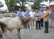 Perumda AM Kota Padang Bagikan 88 Ekor Hewan Kurban ke Masjid dan Mushalla