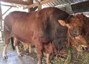 Sapi Limosin, Hewan Kurban Presiden Prabowo Tiba di Padang