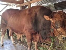 Sapi Limosin, Hewan Kurban Presiden Prabowo Tiba di Padang