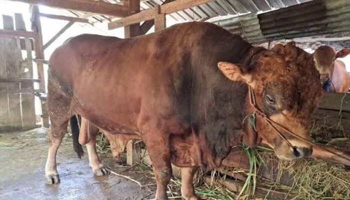 Sapi Limosin, Hewan Kurban Presiden Prabowo Tiba di Padang