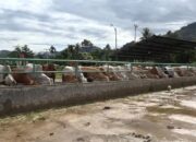 Cukup Bayar Rp100 Ribu, RPH Dinas Pertanian Padang Buka Layanan Penyembelihan Hewan Kurban