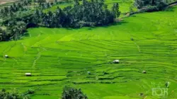 Dihantam Kemarau, Puluhan Hetar Sawah Petani Tanah Datar Terancam Puso