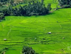 Dihantam Kemarau, Puluhan Hetar Sawah Petani Tanah Datar Terancam Puso