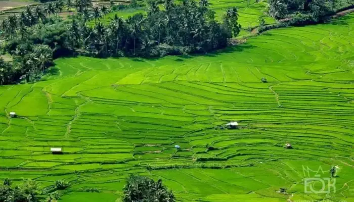 Puluhan Hektar Sawah Petani di Tanah Datar Terancam Puso Karena Kekeringan