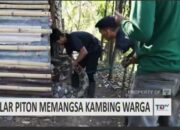 Ular Piton Raksasa Berhasil Ditangkap Tim Damkar Tanah Datar di Nagari Saruaso