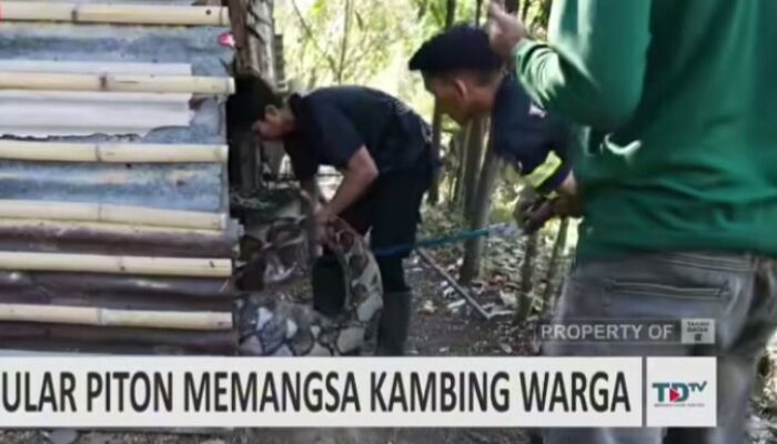 Ular Piton Raksasa Berhasil Ditangkap Tim Damkar Tanah Datar di Nagari Saruaso