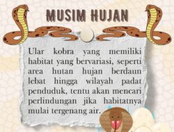 INFOGRAFIS: Waspada Ular Berbisa saat Musim Hujan