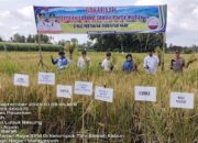 Sawah Pokok Murah Berhasil Tingkatkan Produksi Padi Petani di Agam