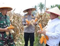 Panen Raya di Ampek Angkek Agam! Lahan 1,5 Ha Bisa Hasilkan 2,4 Ton Jagung