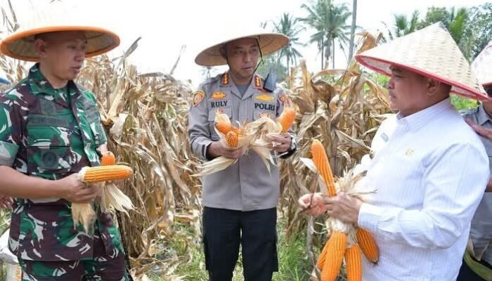 Panen Raya di Ampek Angkek Agam! Lahan 1,5 Ha Bisa Hasilkan 2,4 Ton Jagung