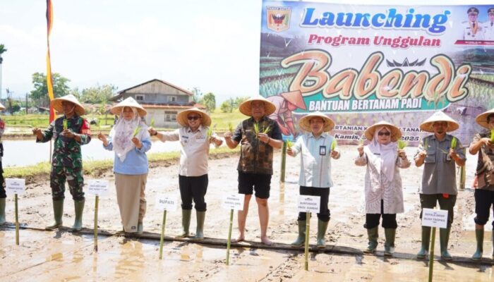 Usai Bajak Gratis, Kini Babendi! Cara Unik Bupati Tanah Datar Dongkrak Pendapatan Petani 