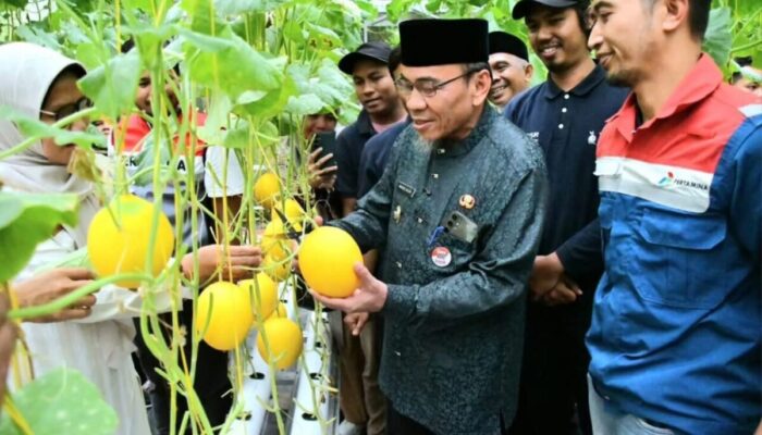 Panen Ribuan Buah, Petani Muda di Padang Sukses Kembangkan Melon Hidroponik