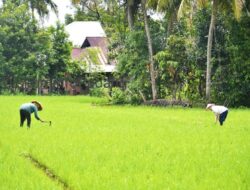 BWSS V Bangun Irigasi Bawah Tanah untuk Lahan Pertanian Rawan Kekeringan di Padang