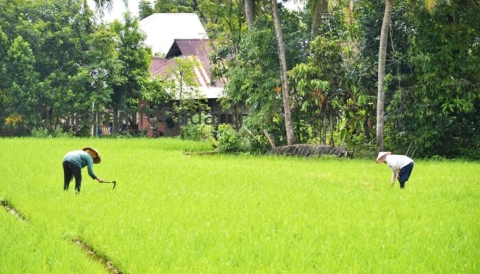 BWSS V Bangun Irigasi Bawah Tanah untuk Lahan Pertanian Rawan Kekeringan di Padang