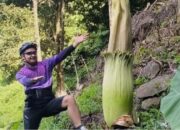 Keunikan Nagari Bawan dengan Pesona Bunga Bangkai dan Keindahan Air Terjun Sarasah Paraman Talang