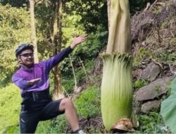 Keunikan Nagari Bawan dengan Pesona Bunga Bangkai dan Keindahan Air Terjun Sarasah Paraman Talang