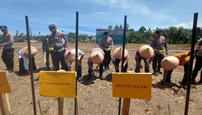 Polres dan Pemkab Agam Tanam Jagung Serentak Kuartal IV di Nagari Lubuk Basung